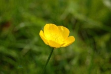 image of flower