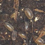 image of isopod