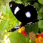 image of eggfly #27