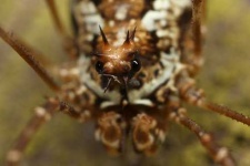 image of harvestman