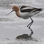 image of bird