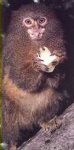 image of titi