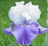 image of bearded_iris #43