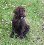 image of standard_poodle