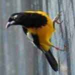 image of bird