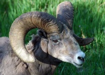 image of ram