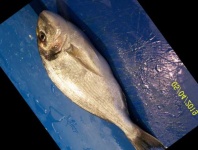 image of fish