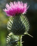 image of flower