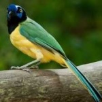 image of green_jay #29