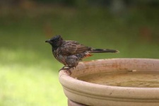 image of bulbul