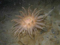 image of sea_anemone