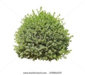 image of bush