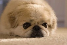 image of pekinese