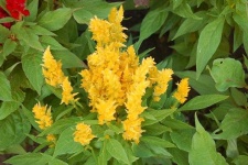 image of flower