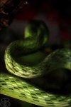 image of vine_snake