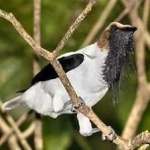 image of bird