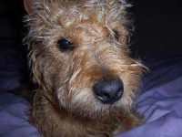 image of lakeland_terrier
