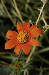 image of flower