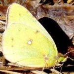 image of animal