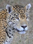 image of jaguar_car