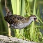 image of bird