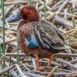 image of bird