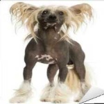 image of animal