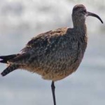 image of whimbrel #30