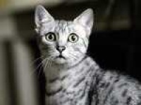 image of egyptian_mau #28