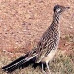 image of bird