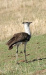 image of bustard #18