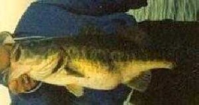 image of animal