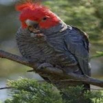 image of bird