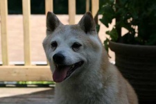 image of norwegian_elkhound #28