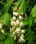 image of buckeye