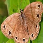 image of animal