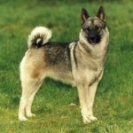 image of animal
