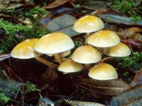 image of agaric