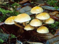 image of agaric #25