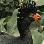 image of bird