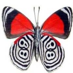 image of animal