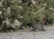 image of wood_rabbit
