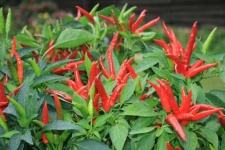 image of chilli #2