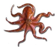 image of octopus