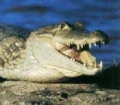 image of animal