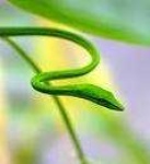 image of vine_snake