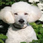 image of poodle #34