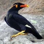 image of bird
