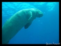 image of dugong