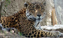 image of jaguar_car